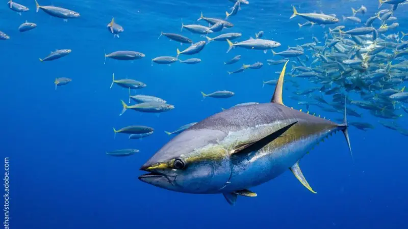 yellowfin tuna