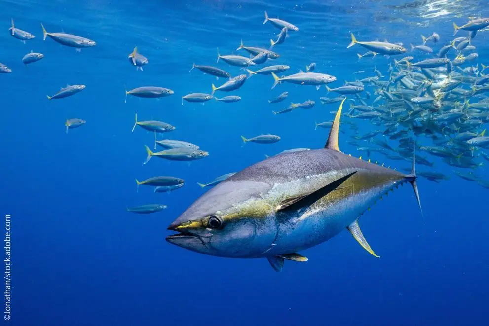 yellowfin tuna