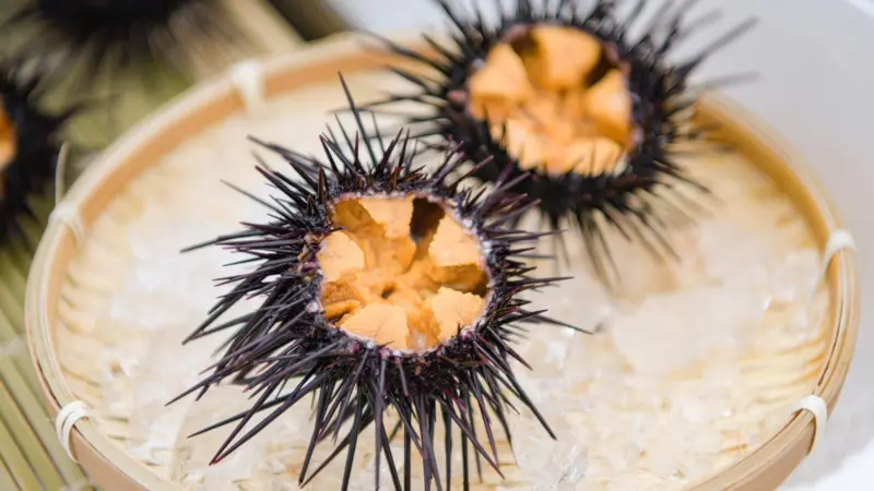 Open Urchin