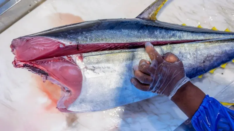 Samaki Bluu