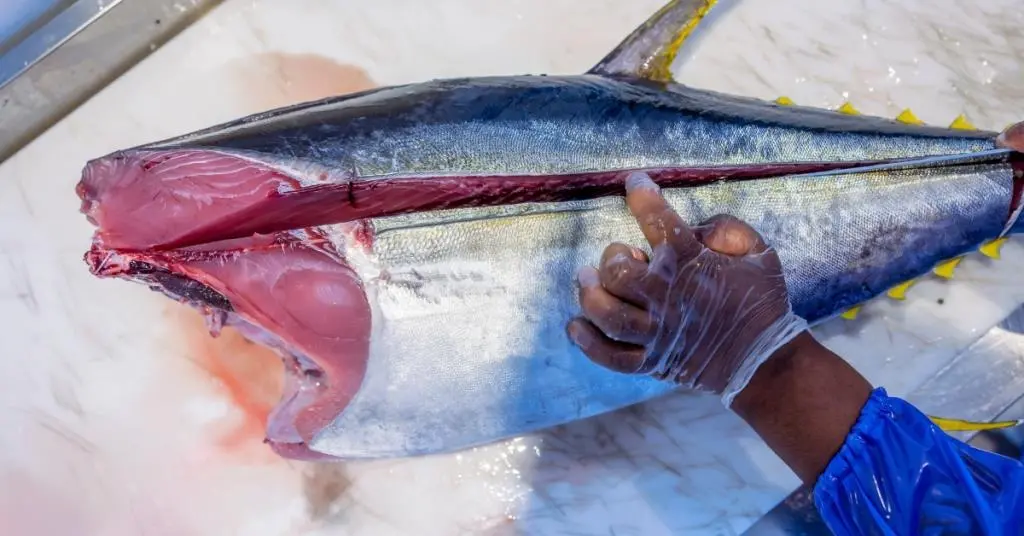 Samaki Bluu