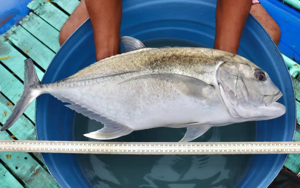 Giant trevally