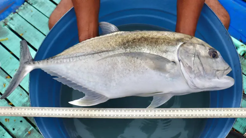 Giant trevally
