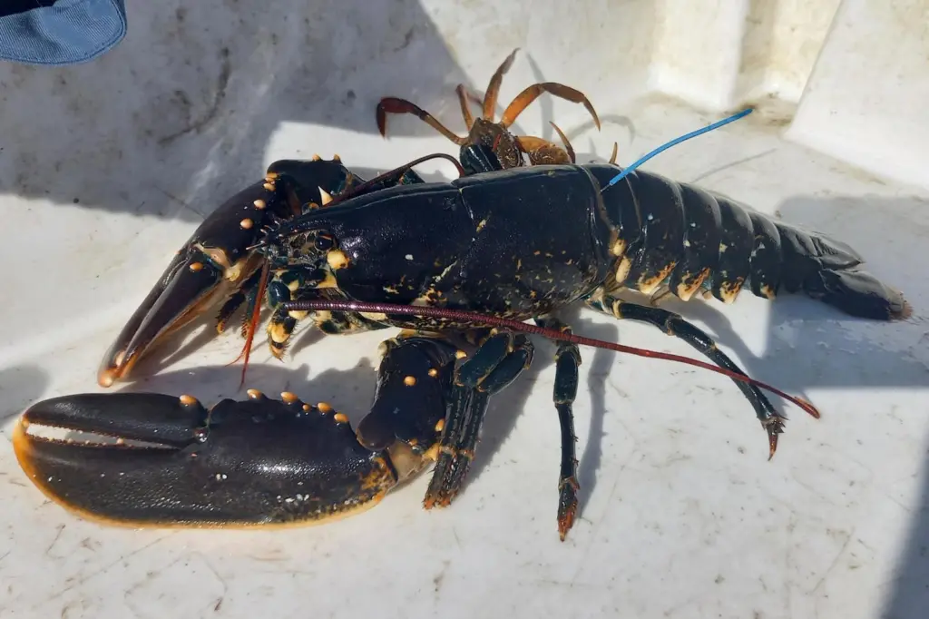 LobStAR