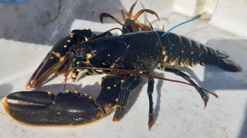 LobStAR