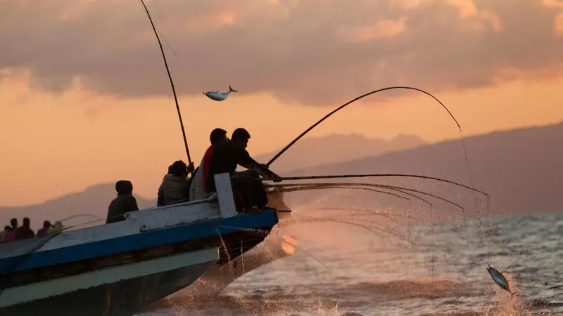 Pole and line tuna fishing