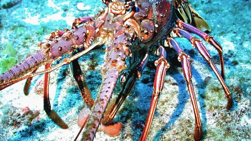 Caribbean spiny lobster