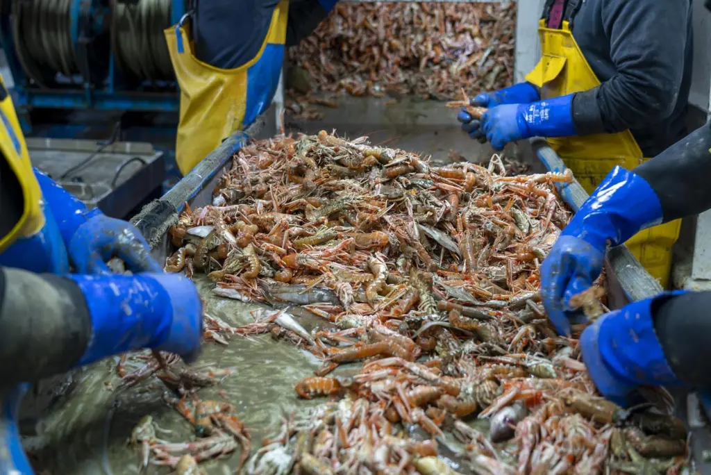 The image shows workers tailing live animals on a seafood production line