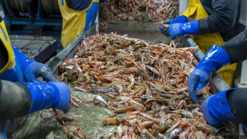 The image shows workers tailing live animals on a seafood production line