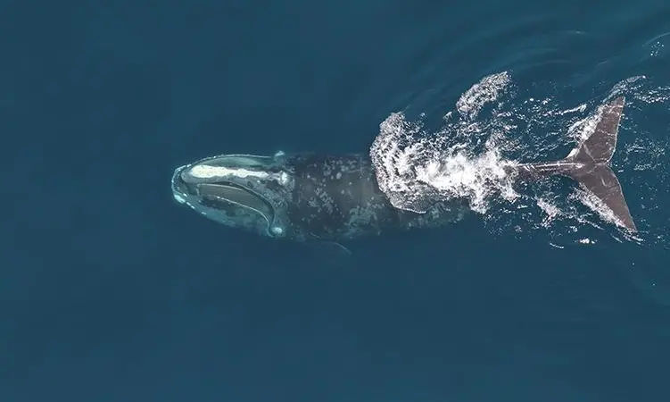 North Atlantic Right Whale