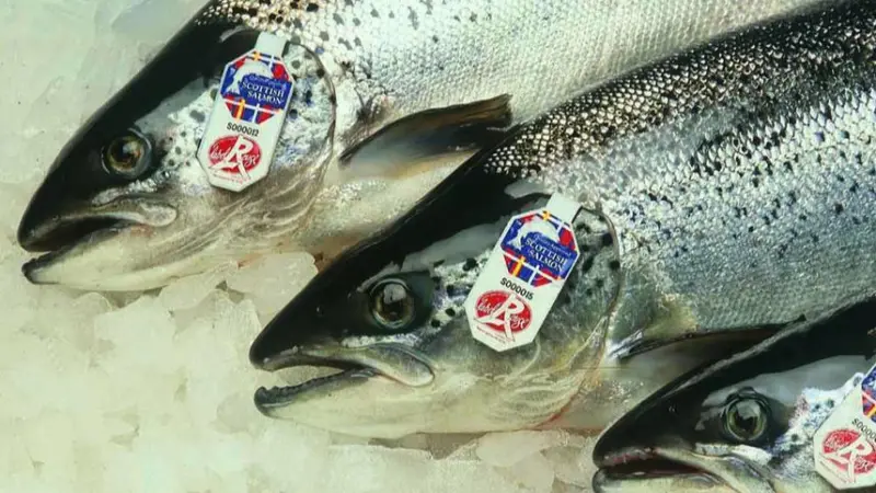 Label Rouge salmon