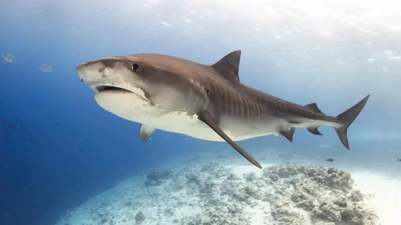 Shark sanctuary