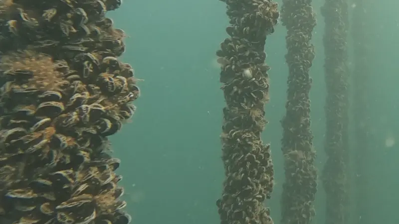 Lyme Bay mussels