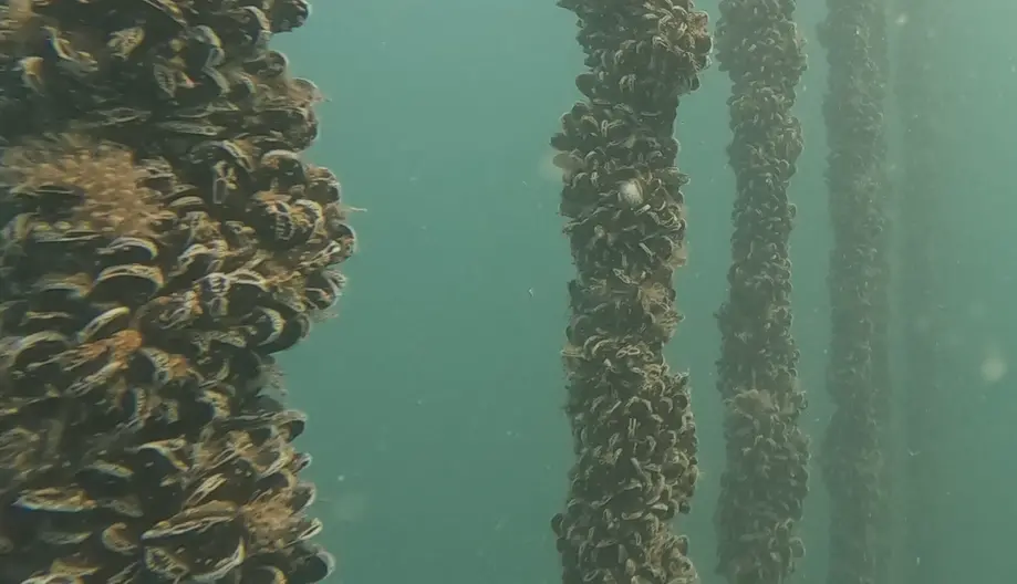 Lyme Bay mussels