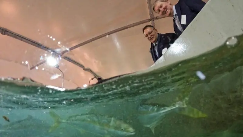 NIWA kingfish launch
