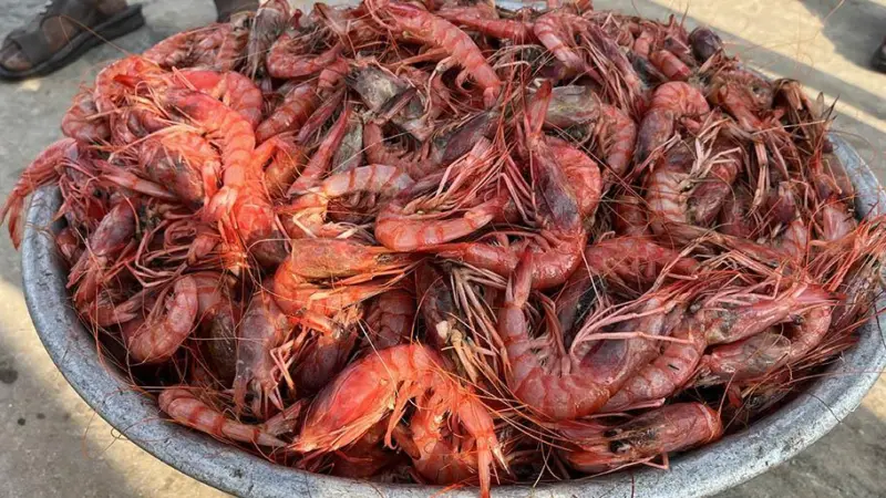 Deepsea shrimp India