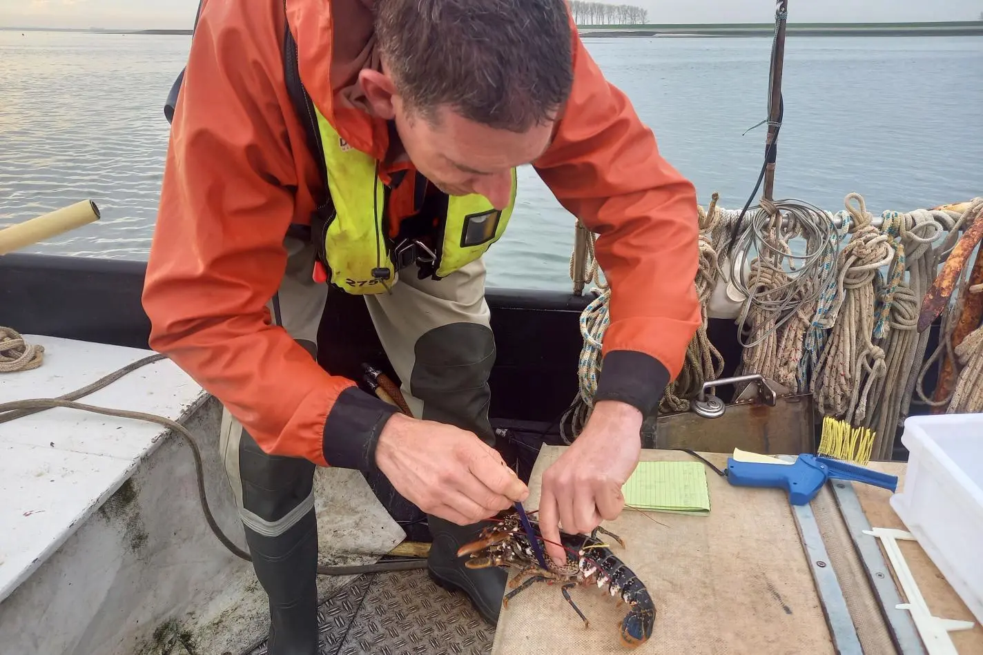 LobStAR tagging