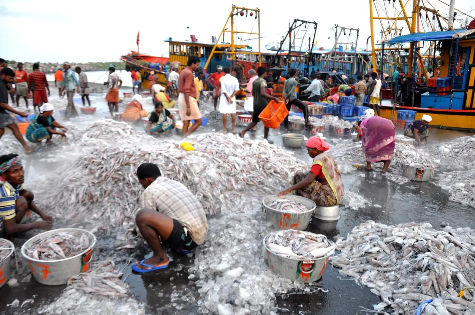 India fisheries