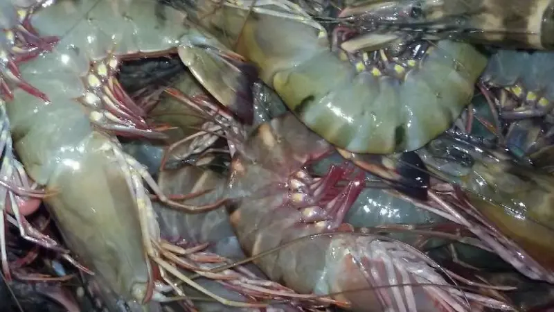 India wild shrimp