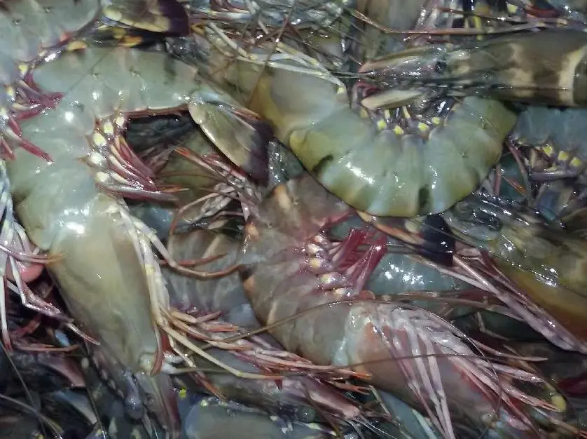 India wild shrimp