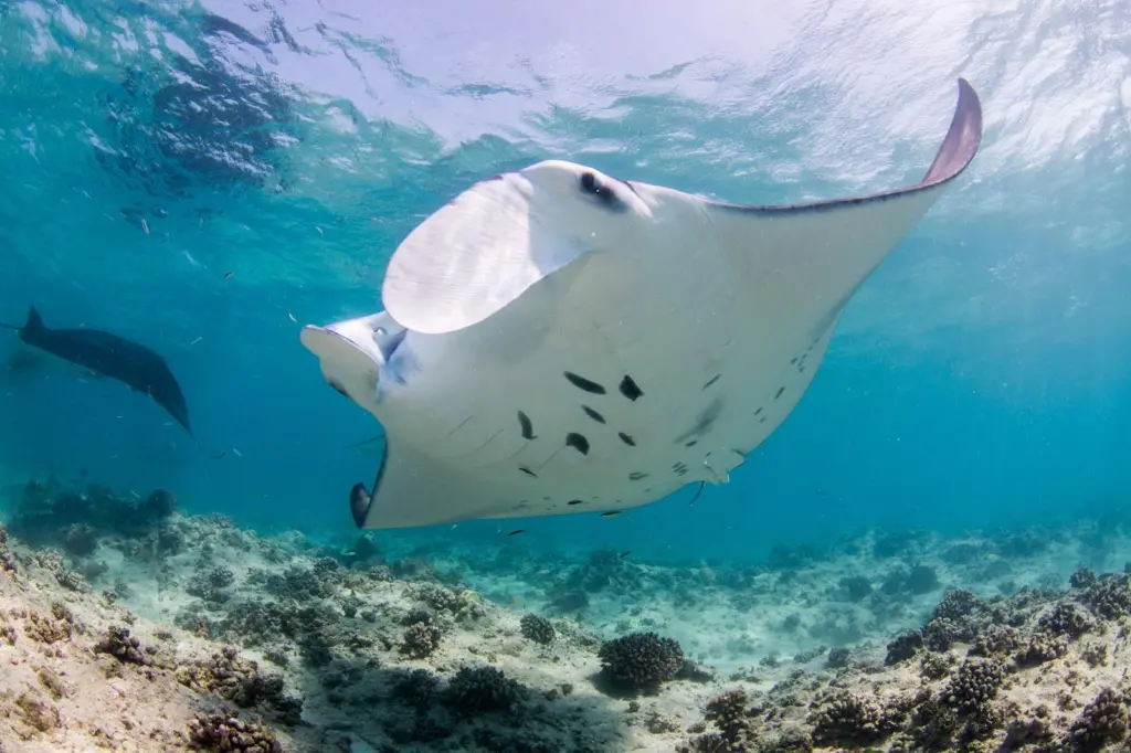 Manta ray