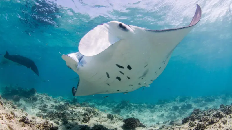 Manta ray