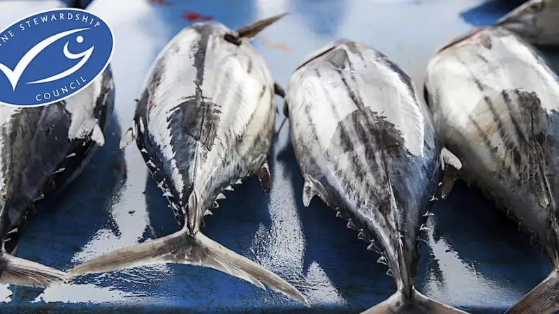 MSC tuna