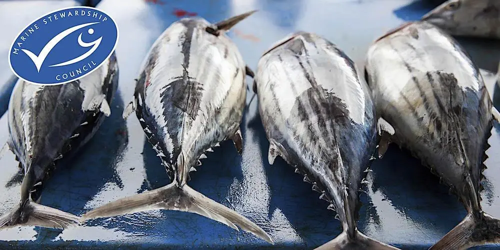 MSC tuna