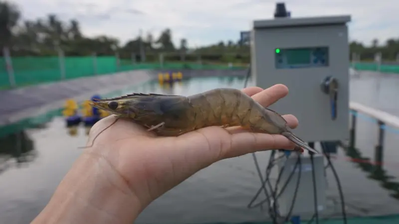 Picture shows a shrimp from HydroNeo's research and development farm