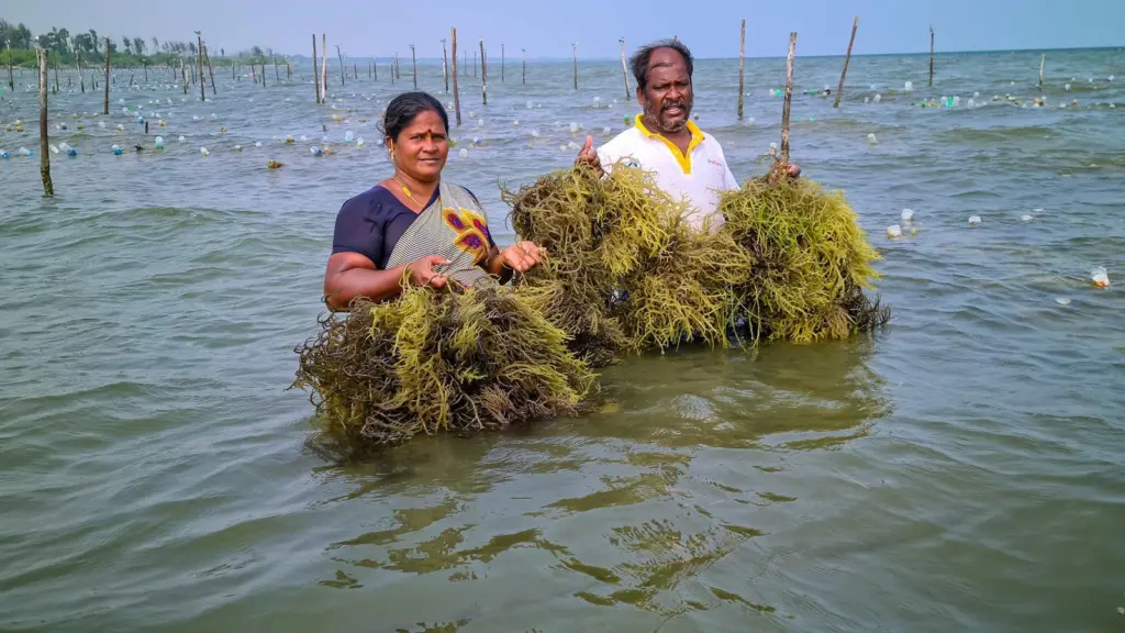 Seaweed harvesting, India