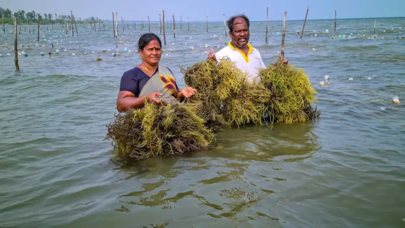 Seaweed harvesting, India