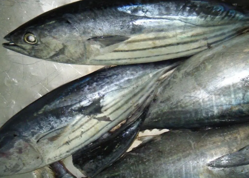 skipjack tuna
