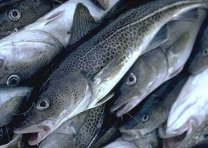 Icelandic cod
