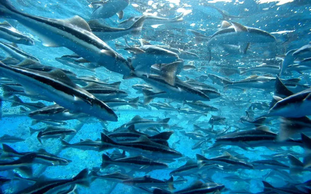 Farmed cobia