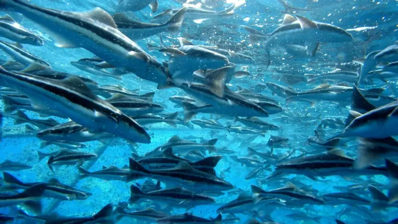 Farmed cobia