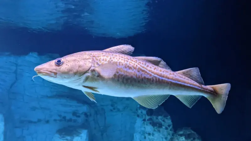 The image shows an Atlantic Cod