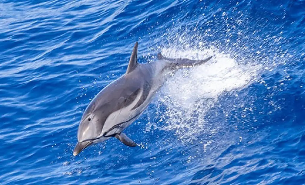 Common dolphin