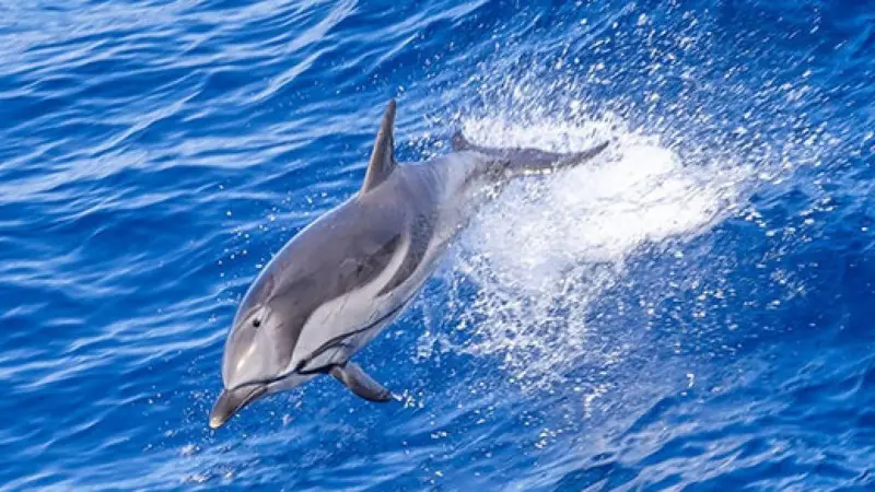 Common dolphin
