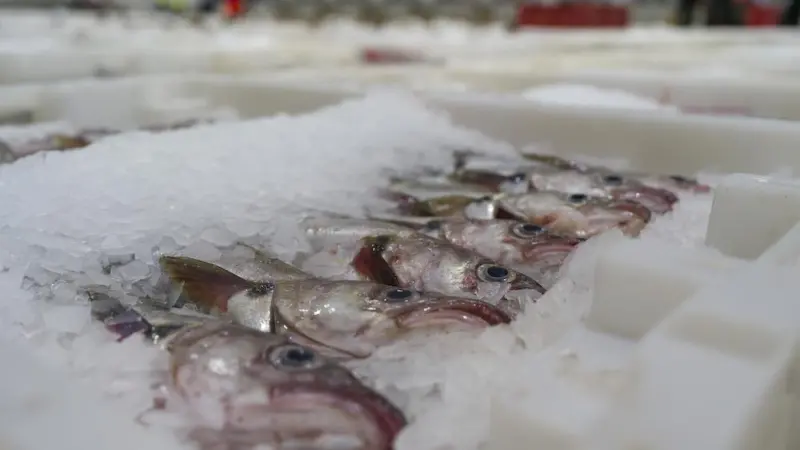 Icelandic cod