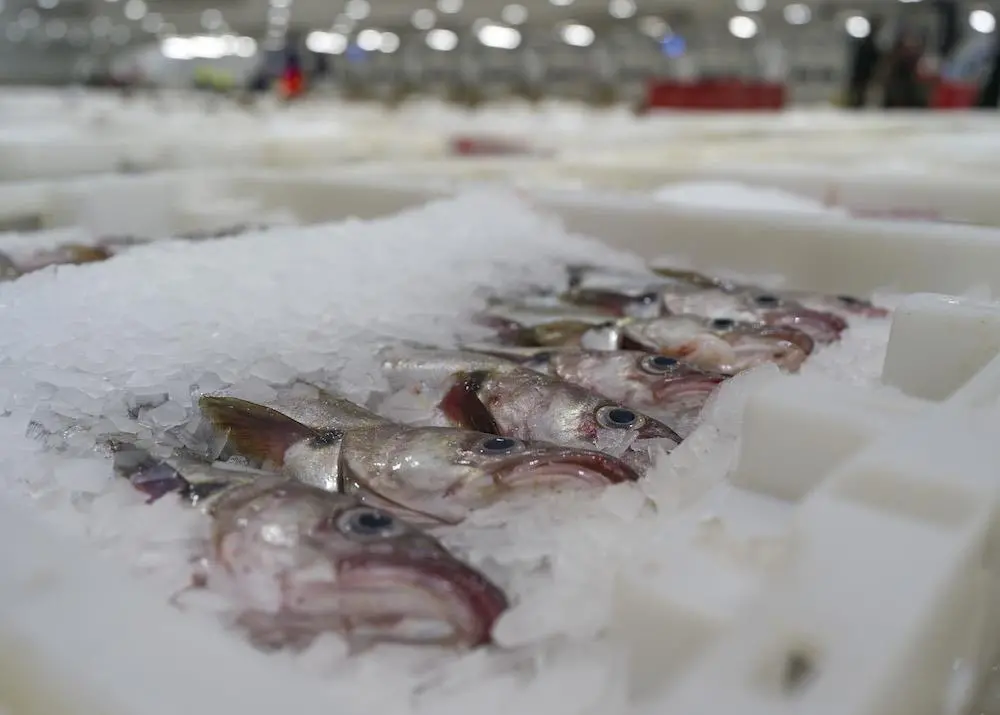Icelandic cod