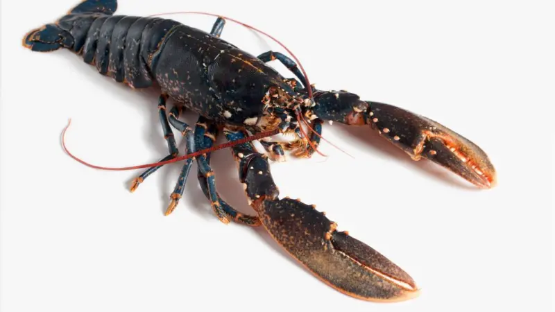 Irish lobster