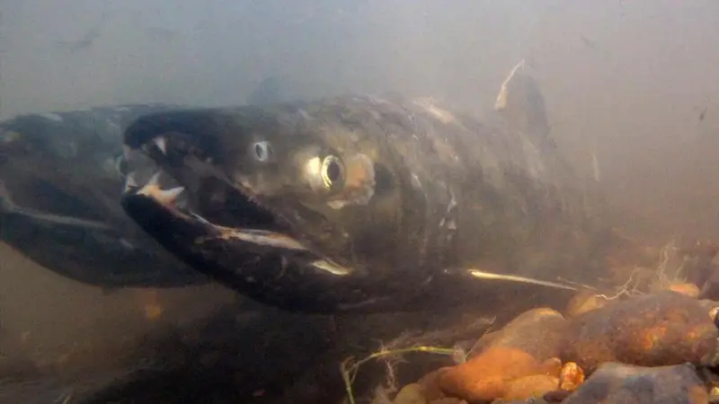 Chum salmon