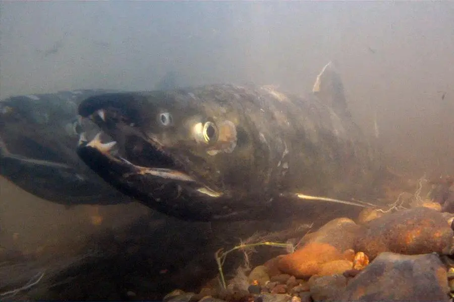 Chum salmon