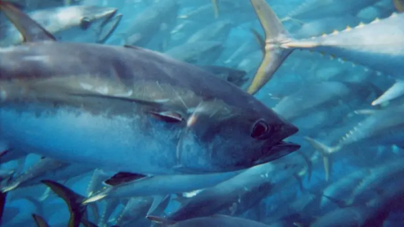 Southern bluefin tuna