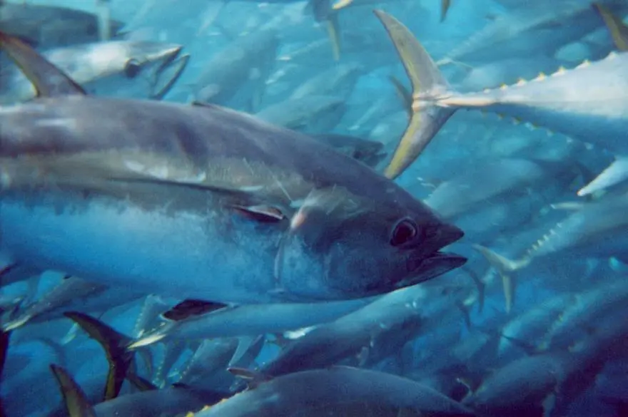Southern bluefin tuna