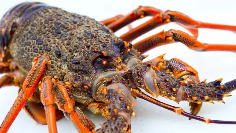 Australian lobster