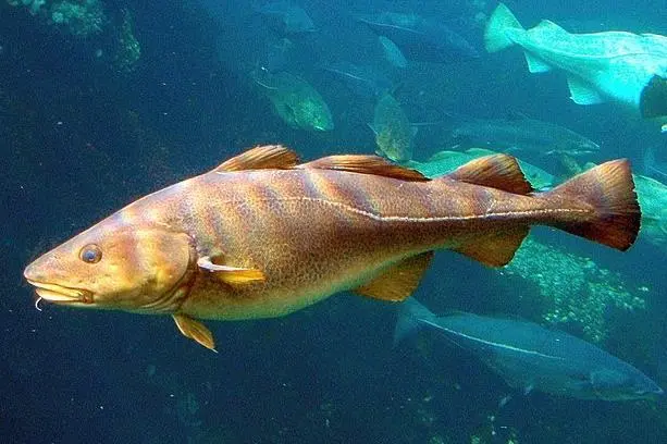 Iceland cod