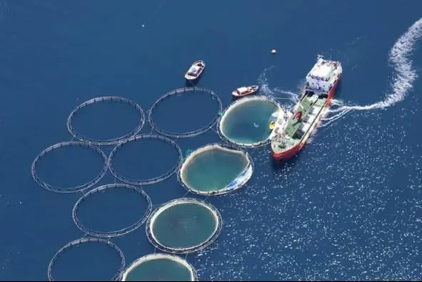 Fish farm