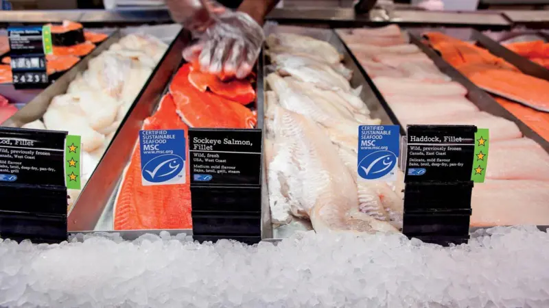 MSC fish