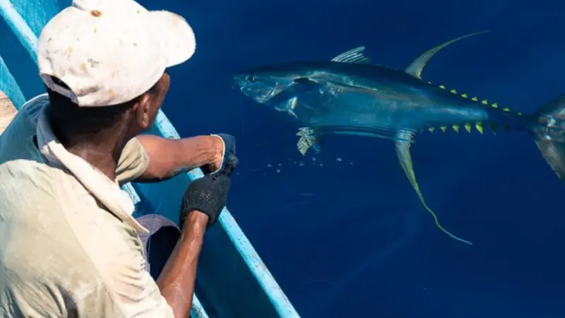 Indonesia handline tuna